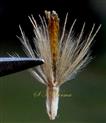  Disc Floret